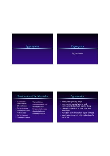 Zygomyceten Zygomycota Classification of the Mucorales - CBS