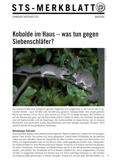 Kobolde Im Haus A Was Tun Gegen Siebenschla Fer Schweizer