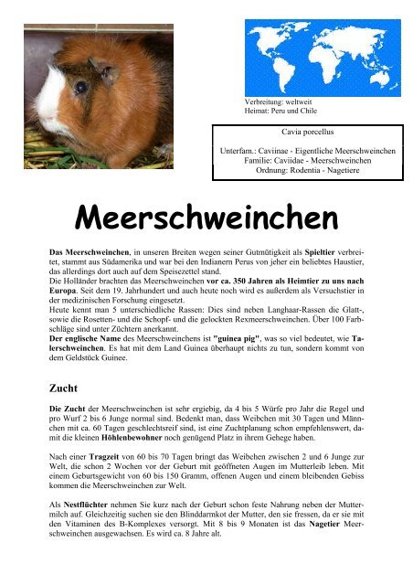 Steckbrief Meerschweinchen