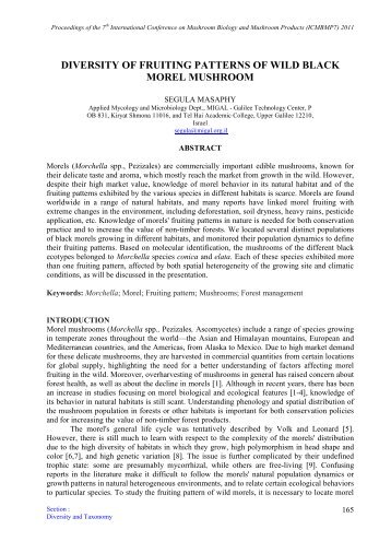 Diversity of fruiting patterns of wild black morel mushroom. Segula ...