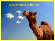 Camel Trekking in Morocco