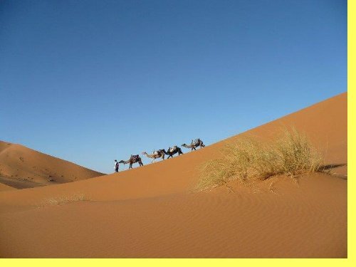 Camel Trekking in Morocco