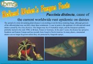 Puccinia distincta - fungi4schools