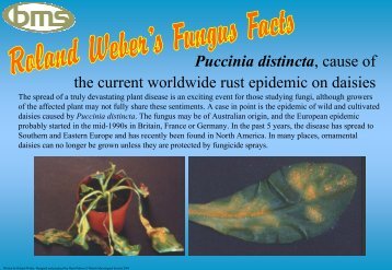 Puccinia distincta - fungi4schools