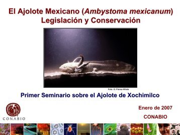 El Ajolote Mexicano (Ambystoma mexicanum) LegislaciÃ³n y ...