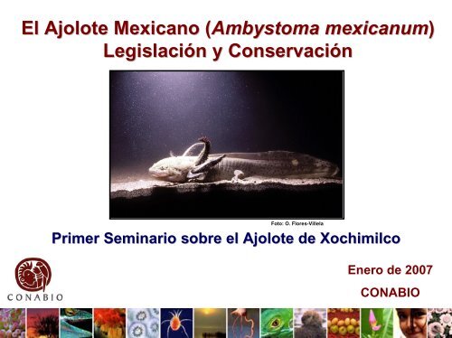 El Ajolote Mexicano (Ambystoma mexicanum) LegislaciÃ³n y ...