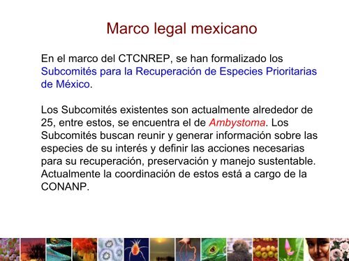 El Ajolote Mexicano (Ambystoma mexicanum) LegislaciÃ³n y ...