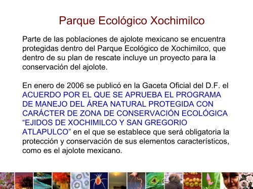 El Ajolote Mexicano (Ambystoma mexicanum) LegislaciÃ³n y ...