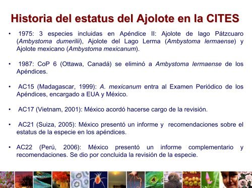 El Ajolote Mexicano (Ambystoma mexicanum) LegislaciÃ³n y ...
