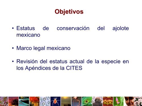 El Ajolote Mexicano (Ambystoma mexicanum) LegislaciÃ³n y ...