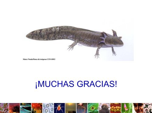 El Ajolote Mexicano (Ambystoma mexicanum) LegislaciÃ³n y ...