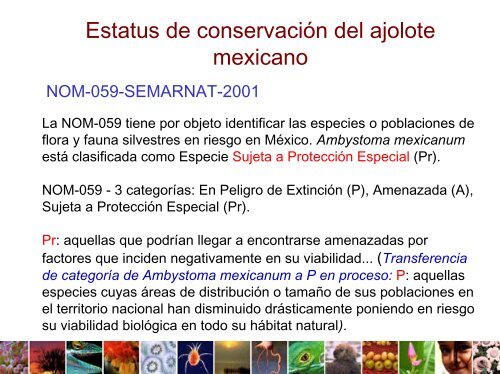 El Ajolote Mexicano (Ambystoma mexicanum) LegislaciÃ³n y ...