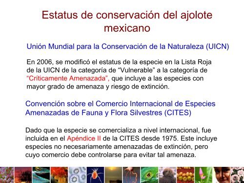 El Ajolote Mexicano (Ambystoma mexicanum) LegislaciÃ³n y ...