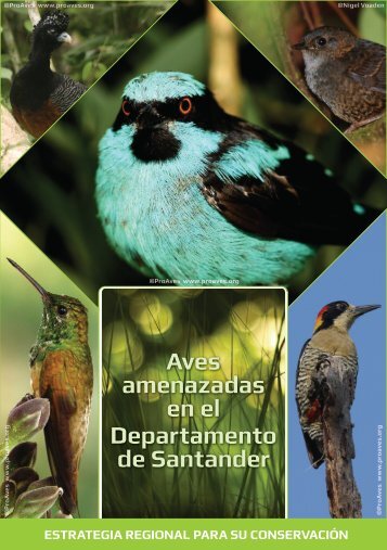 Aves-amenazadas-en-el-Departamento-de-Santander