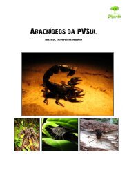 Aranhas, EscorpiÃµes e opiliÃµes - PV Sul