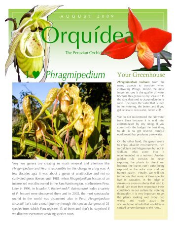 Orquidea, August 2009 | The Peruvian Orchid Club ... - Orchids-World