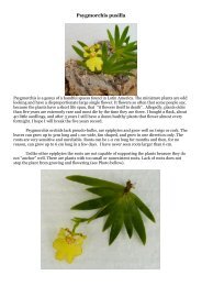 Psygmorchis pusilla - Orchids-World