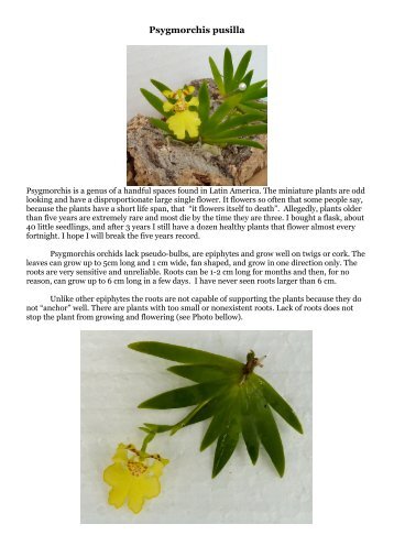 Psygmorchis pusilla - Orchids-World