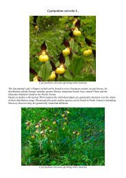 Cypripedium calceolus L. - Orchids-World