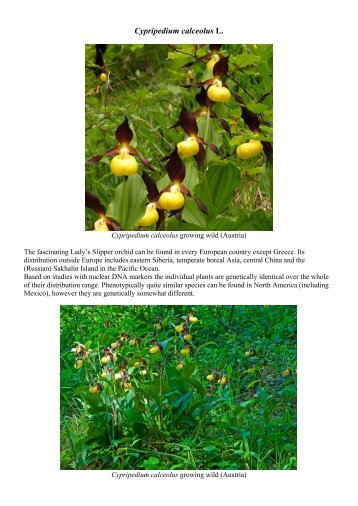 Cypripedium calceolus L. - Orchids-World