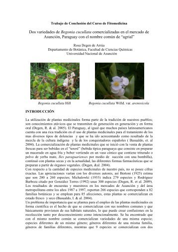 monografia Rosa Degen _Begonia cucullata - Fitomedicina
