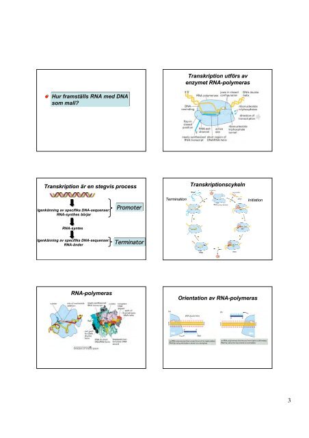 DNA-repair - medvetande.dk