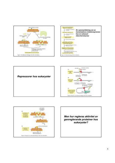 DNA-repair - medvetande.dk