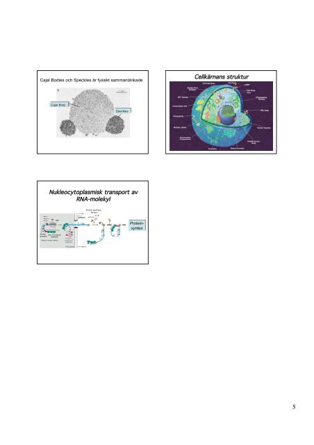 DNA-repair - medvetande.dk