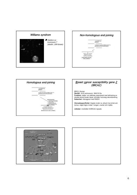 DNA-repair - medvetande.dk