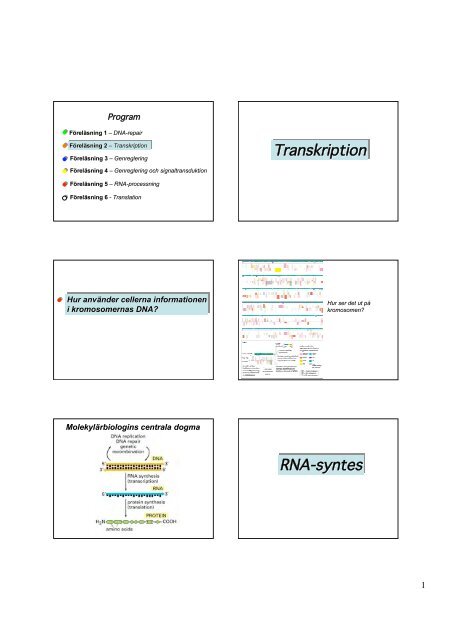 DNA-repair - medvetande.dk