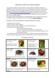 Coccinelle asiatique (Harmonia axyridis) - Les Sources