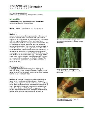 Spruce Gall Midge - Michigan State University