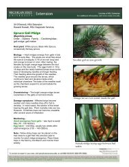 Spruce Gall Midge Fact Sheet 2011