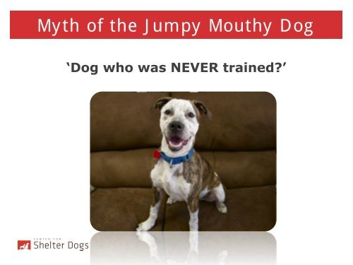 Jumpy Mouthy Dogs - Center for Shelter Dogs