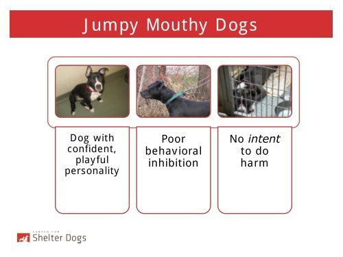 Jumpy Mouthy Dogs - Center for Shelter Dogs