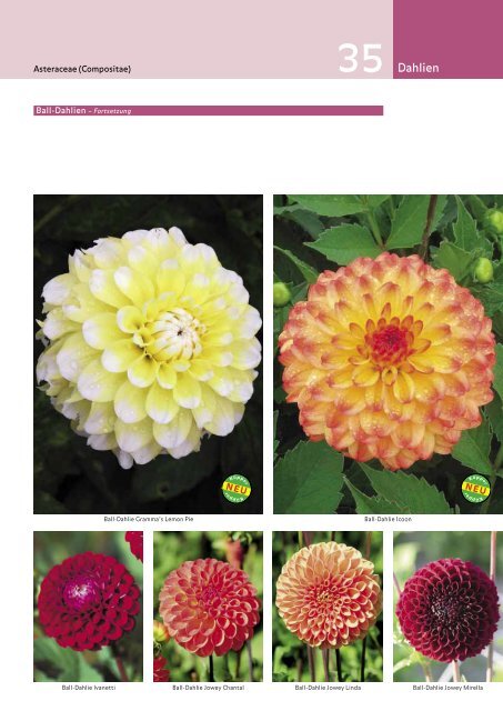 Küpper | Das Blumenzwiebelbuch Frühjahr 2012 - Kuepper Bulbs