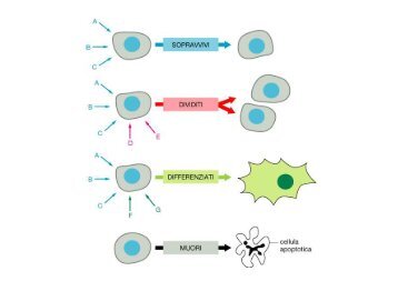 Ciclo Cellulare - Bgbunict.it