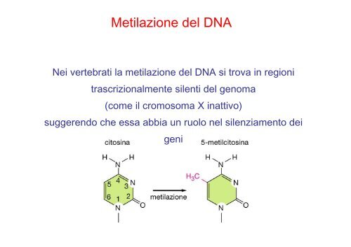 • Il differenziamento è il processo mediante il quale una ... - Bgbunict.it