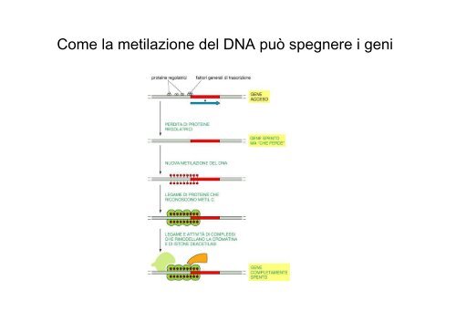 • Il differenziamento è il processo mediante il quale una ... - Bgbunict.it