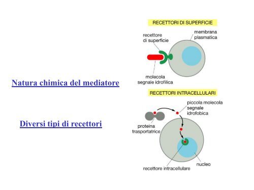 Trasduzione del segnale - Bgbunict.it