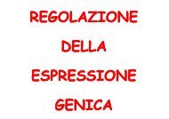 regolazione espressione genica - Bgbunict.it