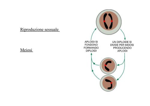 Meiosi I - Bgbunict.it
