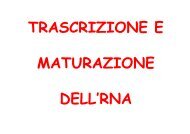 trascrizione e maturazione dei trascritti - Bgbunict.it