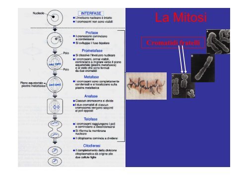 Cromosomi mitotici - Bgbunict.it