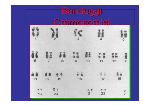 Cromosomi mitotici - Bgbunict.it