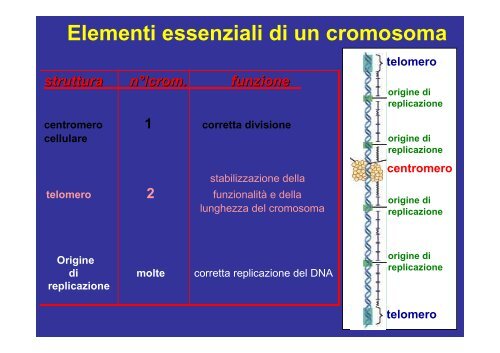 Cromosomi mitotici - Bgbunict.it