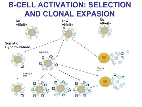 INMUNOINFORMATICA - CNB - Protein Design Group