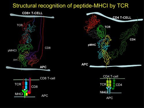 INMUNOINFORMATICA - CNB - Protein Design Group