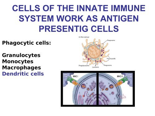 INMUNOINFORMATICA - CNB - Protein Design Group