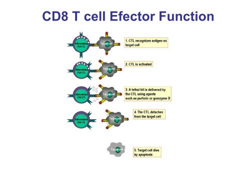 INMUNOINFORMATICA - CNB - Protein Design Group